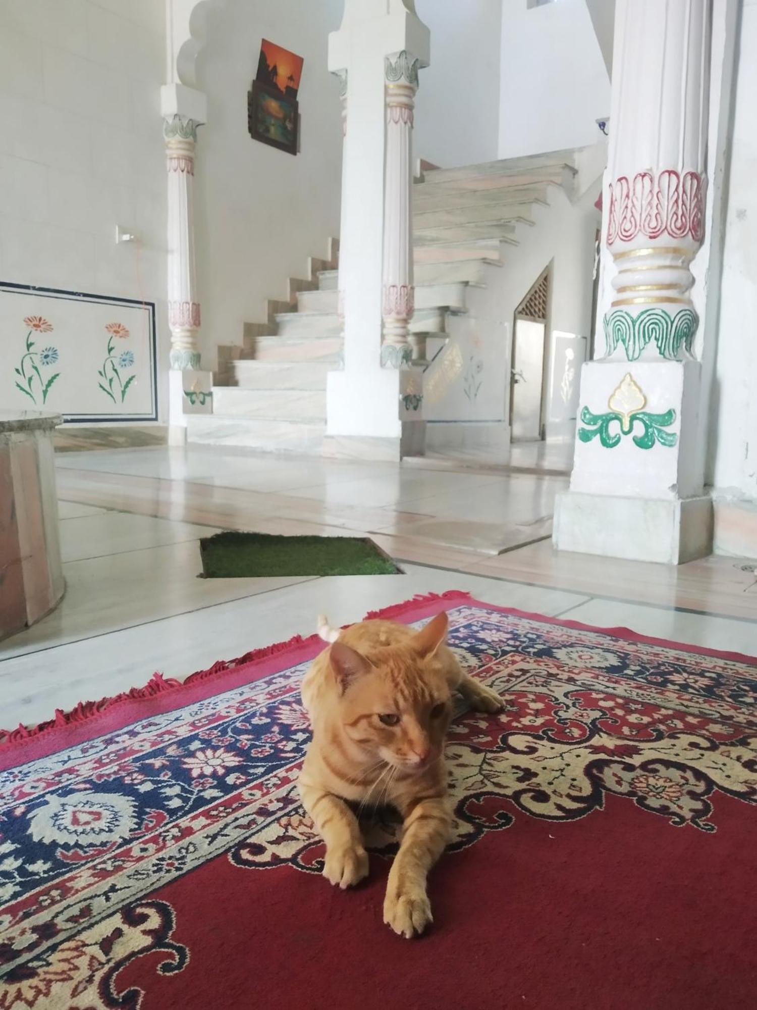 شقة Pahasu House جايبور المظهر الخارجي الصورة